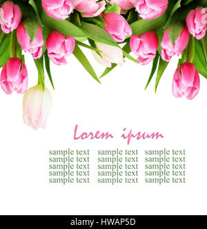 Pink tulip flowers border isolated on white for background Stock Photo