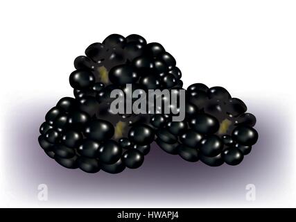 Blackberries isolated Stock Vector