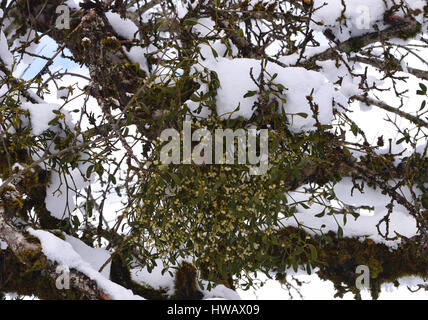 European White-berried Mistletoe (Viscum album) grows in a snow-covered fruit tree in the village and ski resort of Morillon. Morillon, Haute-Savoie, Stock Photo