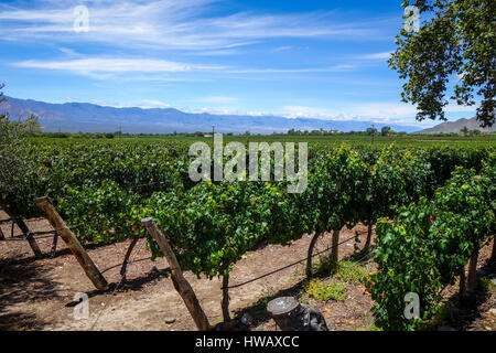 vine field landscape in cafayate, Salta, Argentina Stock Photo