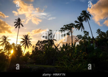 Palm tree at sunset in Moorea island. French Polynesia