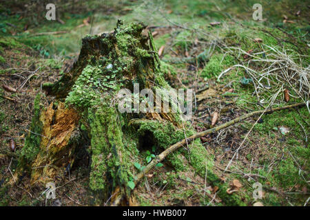 Rotten old tree stump covered with moss Stock Photo