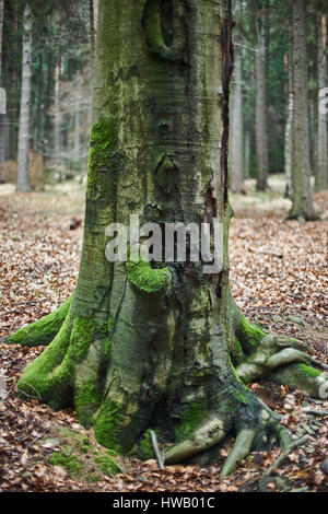 Old beech tree covered with moss Stock Photo