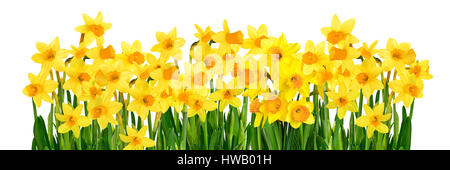 Bright studio shot of blossoming yellow daffodils isolated on white background in panoramic format Stock Photo