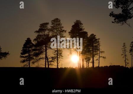 Low sun through Pine tree,Thursley Common,Surrey. Stock Photo