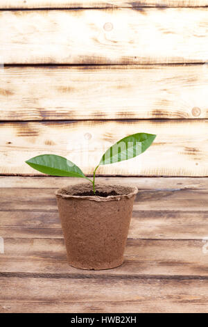 Young seedling of lemon in a turf pot on a wooden background Stock Photo