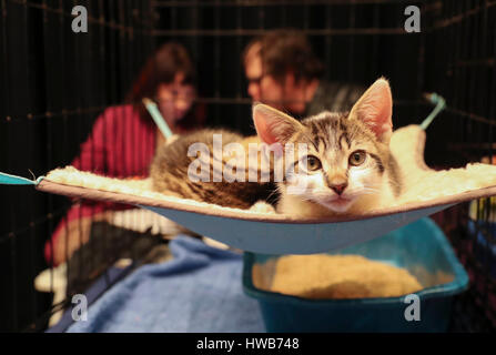 Beijing, USA. 11th Mar, 2017. An adoptable cat is seen during the Cat Camp in New York, the United States, on March 11, 2017. Credit: Wang Ying/Xinhua/Alamy Live News Stock Photo