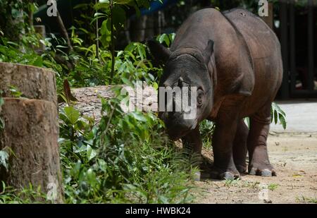 Lampung. 20th Mar, 2017. Photo taken on March 20, 2017 shows 10-year-old male Sumatran rhinoceros Harapan walking in Sumatran Rhino Sanctuary in Way Kambas National Park in Lampung, Indonesia. Sumatran rhinoceros is threatened with extinction by poaching for horn and shifting of its habitat to palm oil plantation, mining and illegal logging activity. Credit: Agung Kuncahya B./Xinhua/Alamy Live News Stock Photo