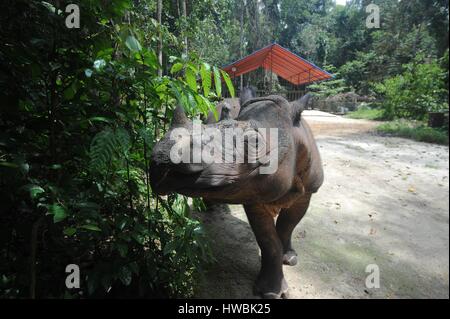 Lampung. 20th Mar, 2017. Photo taken on March 20, 2017 shows 10-year-old male Sumatran rhinoceros Harapan walking in Sumatran Rhino Sanctuary in Way Kambas National Park in Lampung, Indonesia. Sumatran rhinoceros is threatened with extinction by poaching for horn and shifting of its habitat to palm oil plantation, mining and illegal logging activity. Credit: Agung Kuncahya B./Xinhua/Alamy Live News Stock Photo