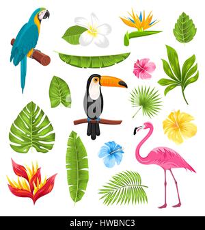 Tropical plants and birds collection set Stock Vector Image & Art - Alamy