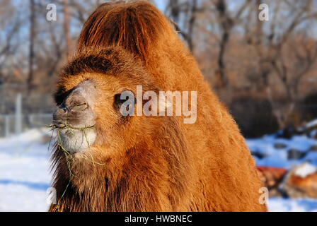 bactrian camel eating in the calgary zoo, canada Stock Photo