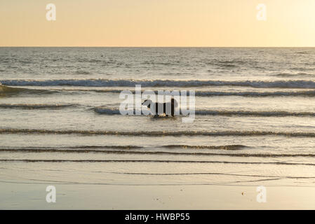 Border Collie dog enjoying a dip in the North sea at Filey Bay on a beautiful morning on the coast of North Yorkshire, England. Stock Photo