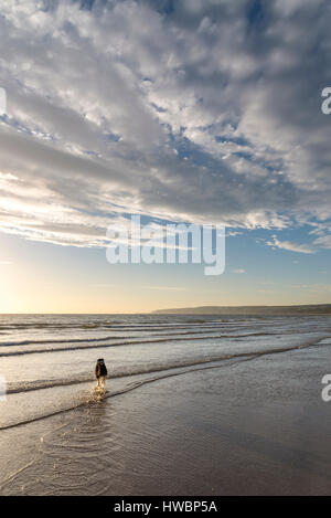 Border Collie dog enjoying a dip in the North sea at Filey Bay on a beautiful morning on the coast of North Yorkshire, England. Stock Photo