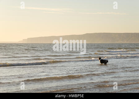 Border Collie dog enjoying a dip in the North sea at Filey Bay on a beautiful morning on the coast of North Yorkshire, England. Stock Photo