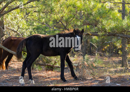 Wild Horse (Equus feral) colt feeding in Currituck National Wildlife Reserve, NC, USA Stock Photo