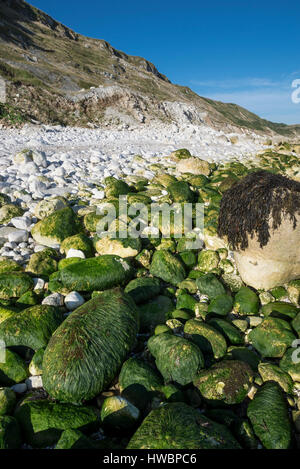 Seaweed covered chalk rocks at the south end of Filey bay. A dramatic  North Yorkshire coastline. Stock Photo