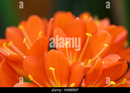 Plants and flowers: orange Clivia Miniata, bush lily close-up shot, shallow DOF, natural abstract background