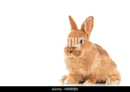 Adorable little brown rabbit isolated on white Stock Photo