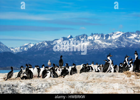 Cormorants on island on Beagle channel Stock Photo