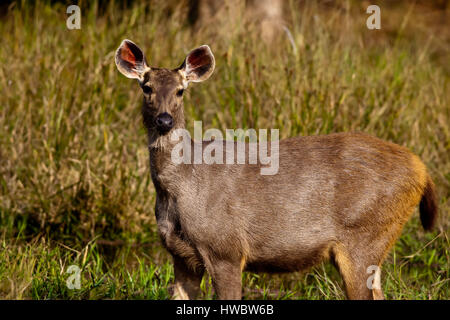 Bandhavgarh National Park, Sambar Stock Photo