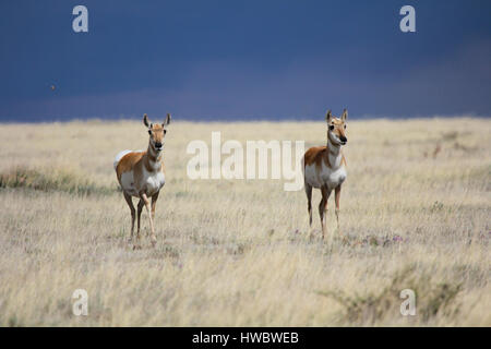 Two pronghorn antelope on great plains with stormy sky in background Stock Photo