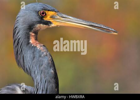 Herons at Green Cay nature center Stock Photo