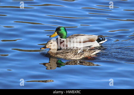 A pair of mallard ducks swimming together on a lake. Stock Photo