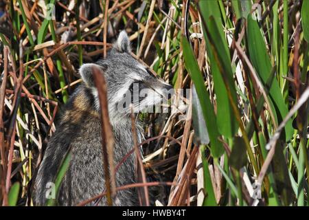 Racoon in the wetlands Green Cay Boynton Beach Florida Stock Photo