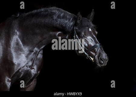 black horse on black background. beautiful shiny warmblood stallion with bridle. Stock Photo