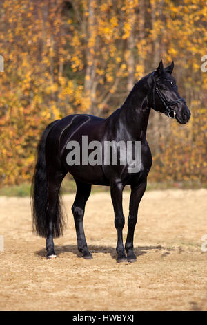 black horse portrait outside with colorful autumn leaves in background Stock Photo