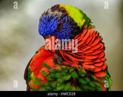 Rainbow lori (Trichoglossus moluccanus) close-up as he grooms his feathers. Stock Photo