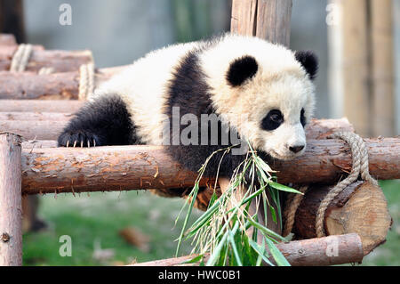 Panda Baby Stock Photo