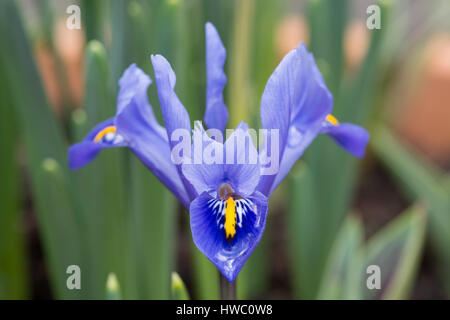 Iris reticulata 'Rhapsody' Stock Photo - Alamy