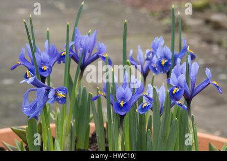 Iris reticulata 'Rhapsody' Stock Photo - Alamy