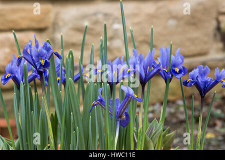 Iris reticulata 'Rhapsody' Stock Photo - Alamy