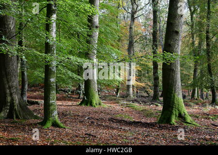 A small stream near Bolderwood in the New Forest Hampshire, taken  'contre-jour' meaning against the light Stock Photo - Alamy