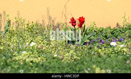 Mixed wildflowers growing in grass background Stock Photo