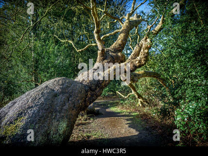 An old tree that has fallen in a woodland. Stock Photo