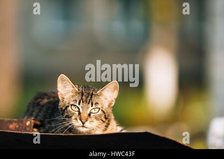 Small Cute Tabby Gray Cat Kitten Resting On Old Roof At Sunny Summer Day Stock Photo