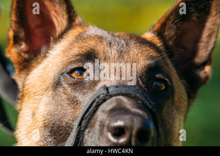 Close Up Portrait Of Malinois Dog With Muzzle. Belgian Shepherd Dog Stock Photo