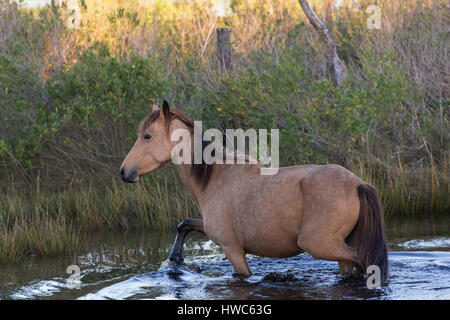 Assateague Pony (Equus caballus) crossing a body of water in Chincoteague National Wildlife Refuge, VA,USA Stock Photo