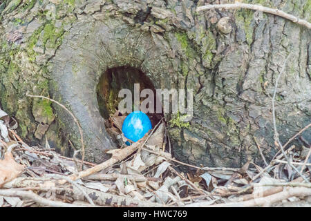 Blue Easter egg is hidden in a tree trunk Stock Photo
