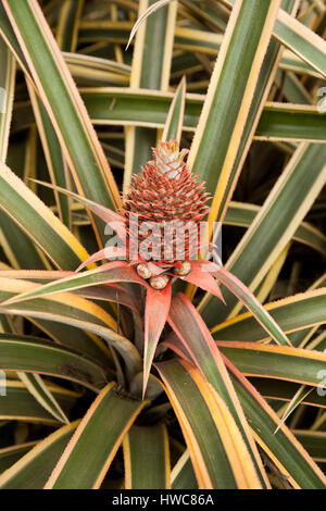 Pineapple, Ananas comosus Stock Photo