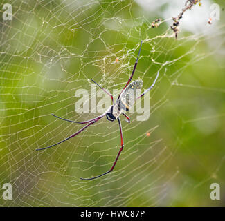 Nephila pilipes (northern golden orb weaver or giant golden orb weaver) is a species of golden orb-web spider. Malaysia Stock Photo