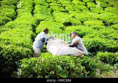 Pahang, Malaysia - October 23, 2014: Workers pick leaves on a te Stock Photo