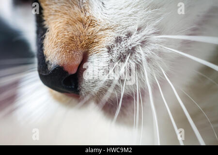 White Chin Pink Nose Tabby Cat Sleeping Stock Photo Alamy