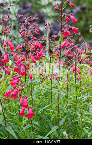 Upright flower stems and tubular red flowers of the evergreen sub-shrub, Penstemon 'Firebird' Stock Photo
