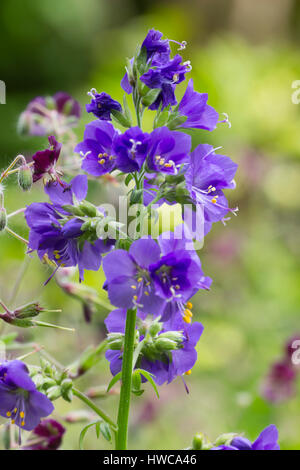 Early summer blue flowers of the hardy perennial Jacob's ladder, Polemonium caeruleum Stock Photo