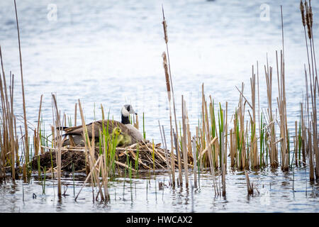 An adult and  young Canada Geese (Branta canadensis) on a nest. Stock Photo
