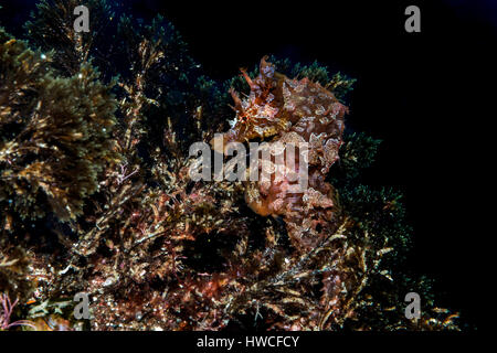 Short-snouted seahorse (Hippocampus hippocampus) Atlantic, Azores, Portugal Stock Photo